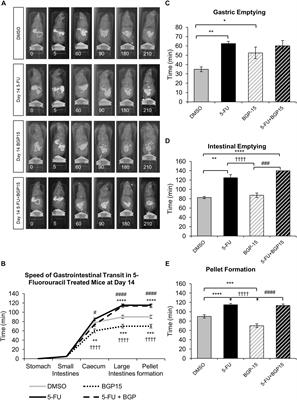 Co-treatment With BGP-15 Exacerbates 5-Fluorouracil-Induced Gastrointestinal Dysfunction